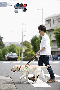 ユーザーと横断歩道を渡る盲導犬の写真