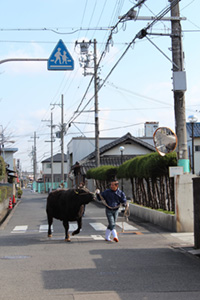 写真:牛を引いて歩く北出さん