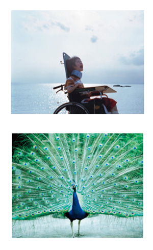 さいとうさんの作品：海を背景に叫ぶ車いすの人の写真と孔雀の写真