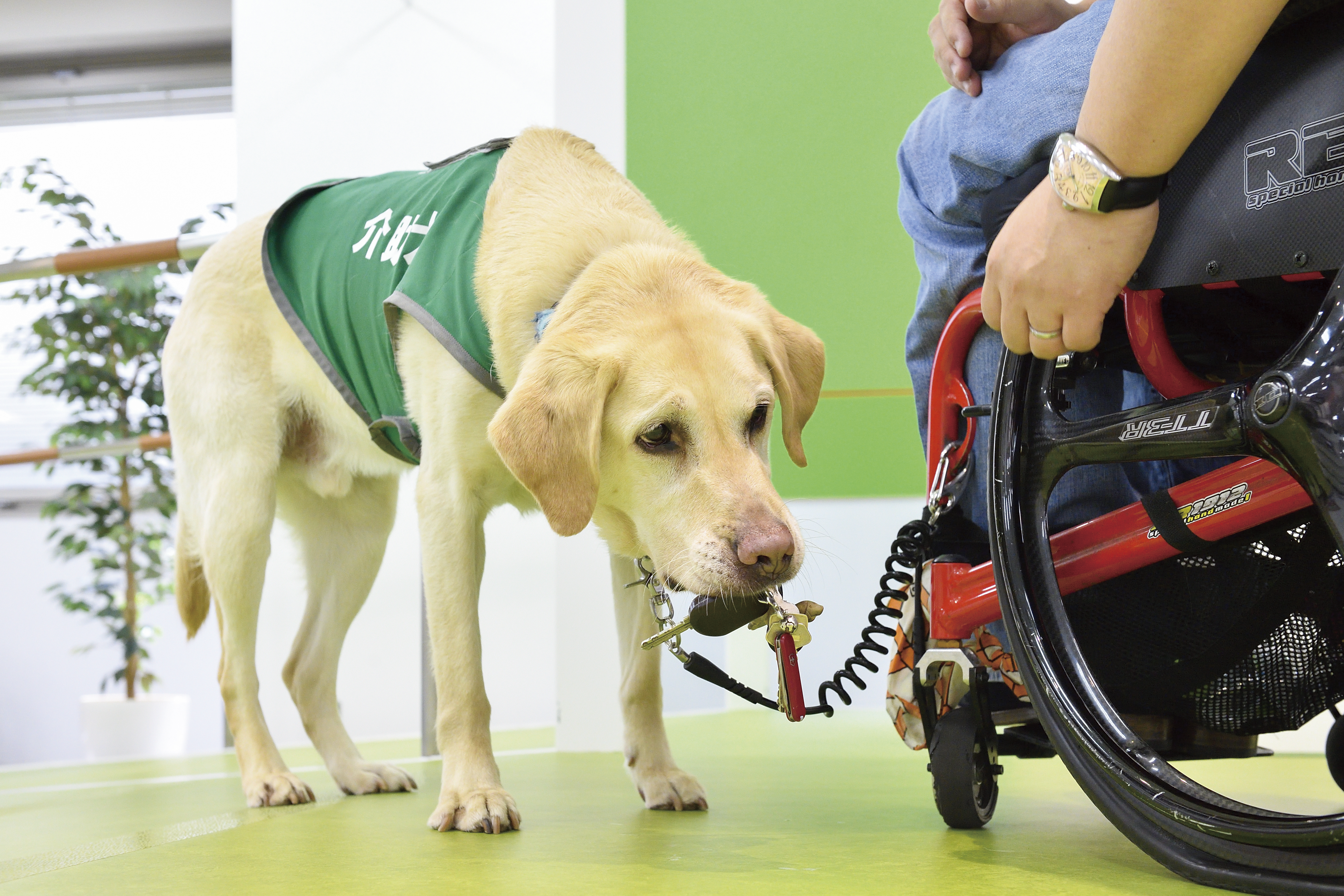 介助犬は物を拾ったり、車いすに付属したワイヤーやスカーフを使って段差をアシストしたりする