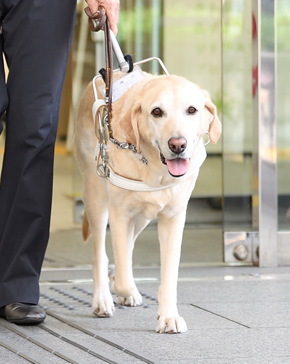 盲導犬は体にハーネスという白い胴輪をつけ、動きをユーザーに伝えている