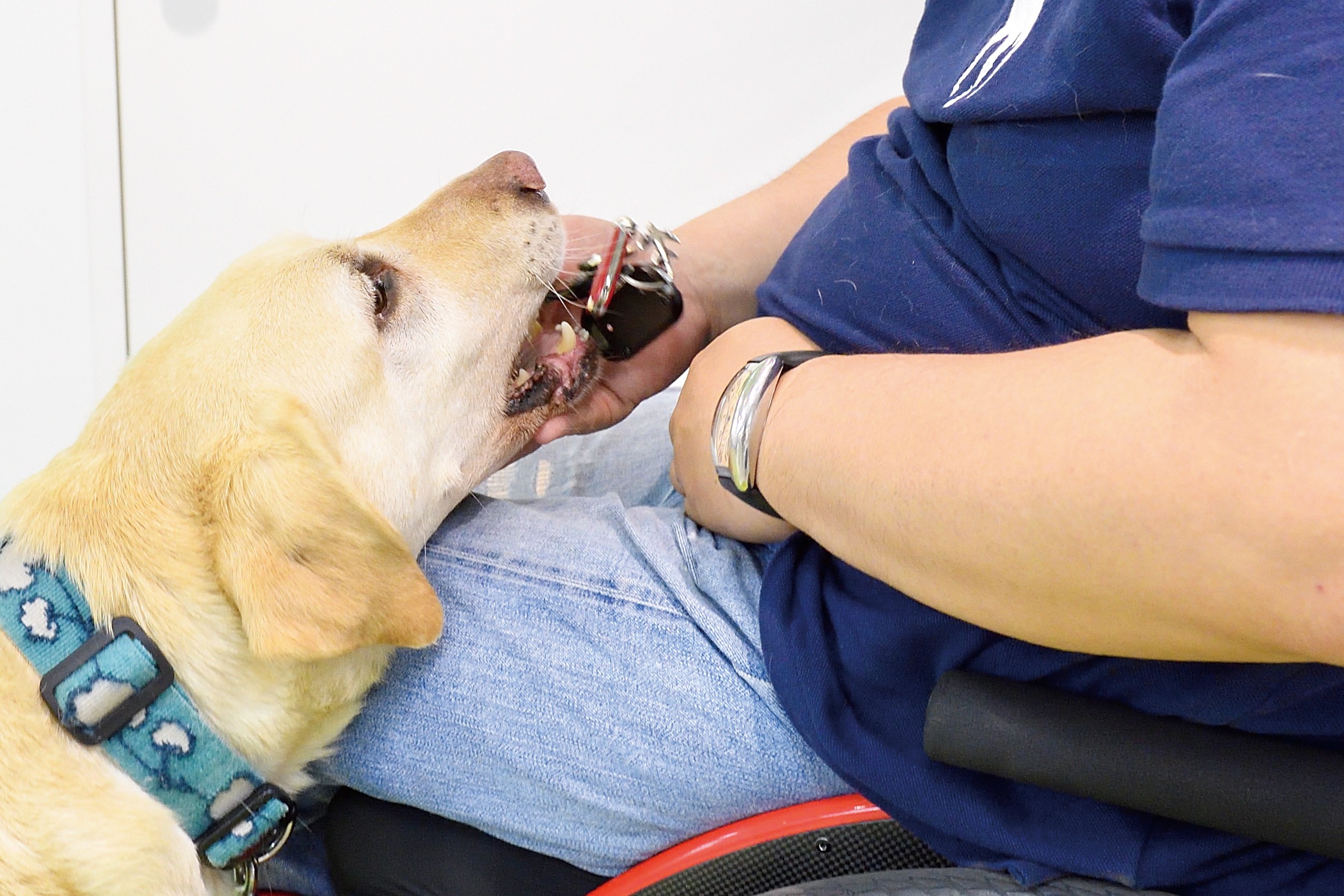 介助犬ラッキーがにしざわさんがおとしたがぎをひろい、渡すしゃしん