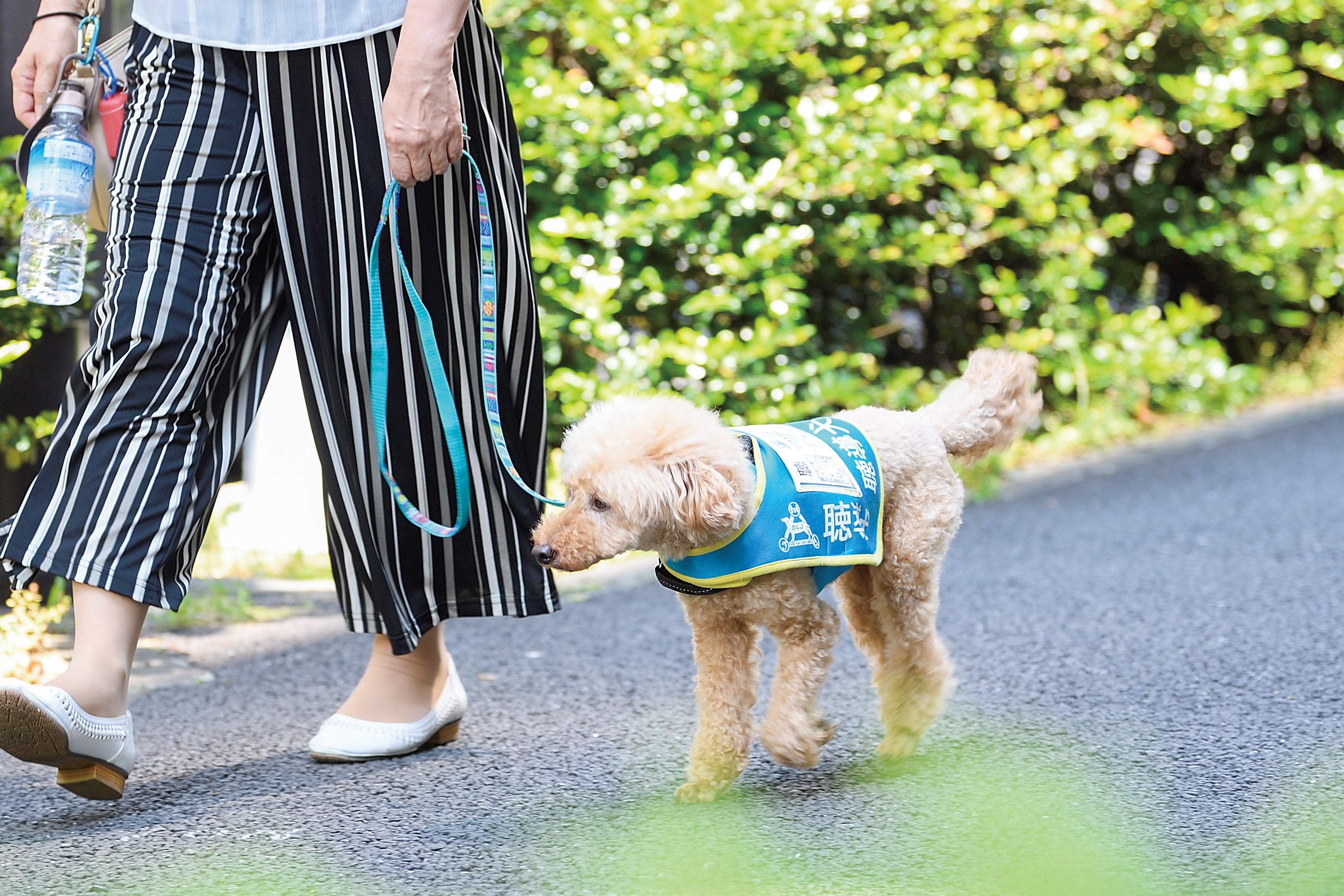 歩行中の聴導犬ちゃんぷとまつもとさんの写真