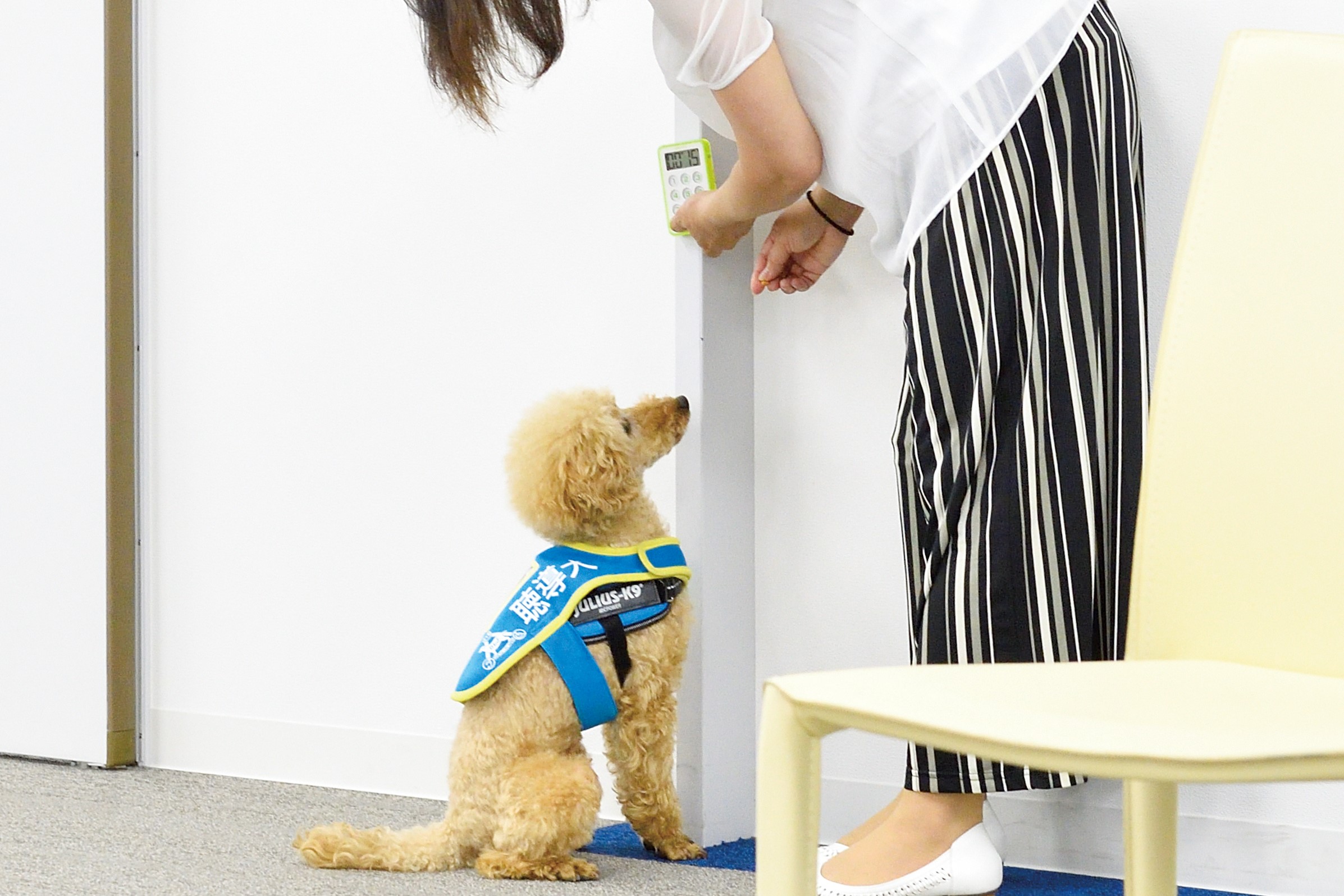聴導犬ちゃんぷ君とまつもとさん　タイマーをセットする写真